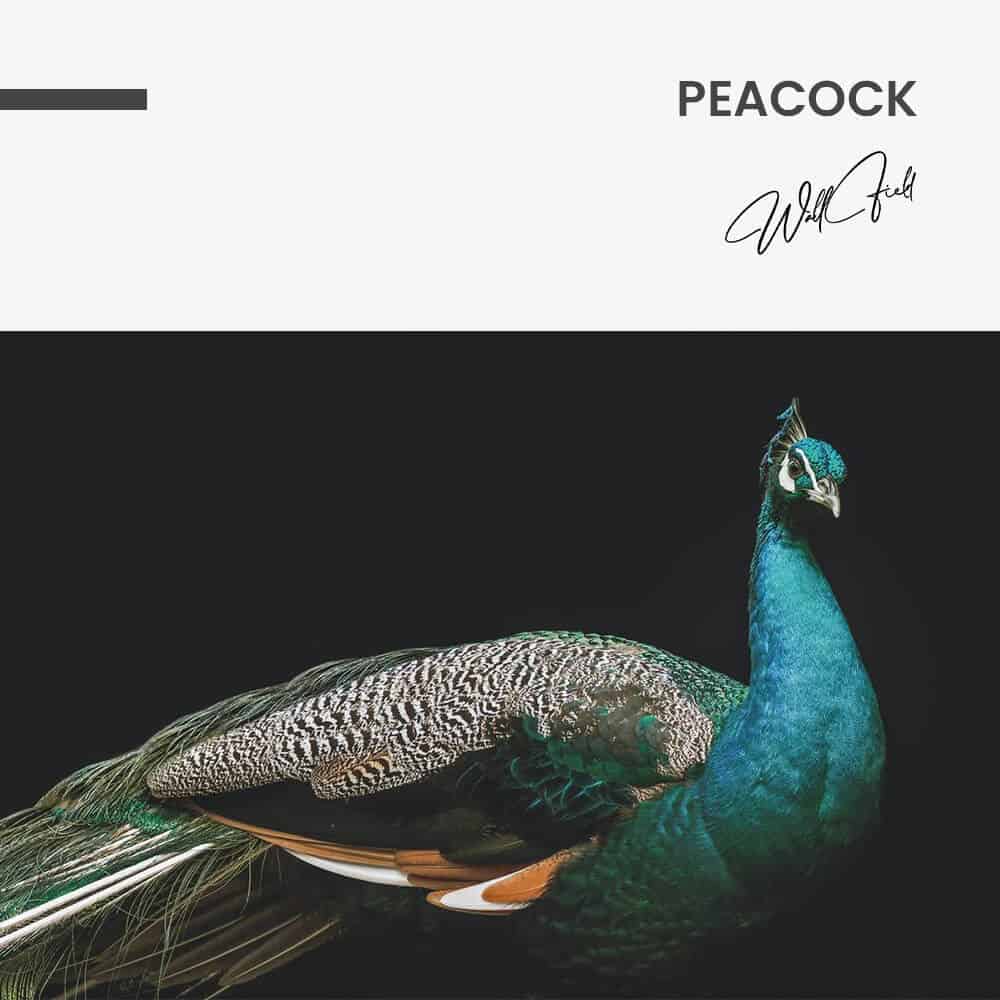 Peacock – Glas