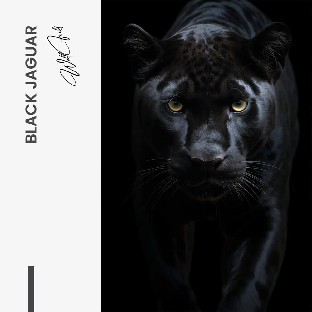 Black Jaguar – Glas