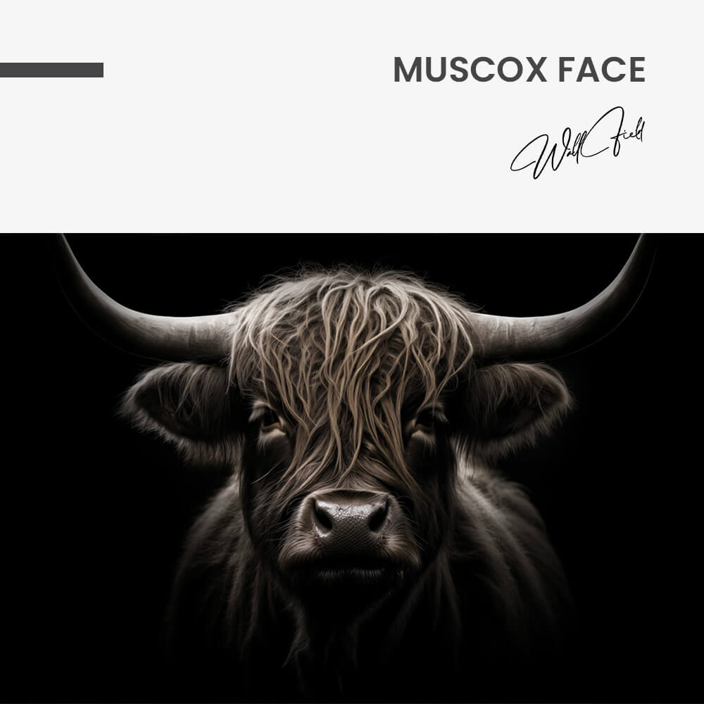 Muscox Face – Glas