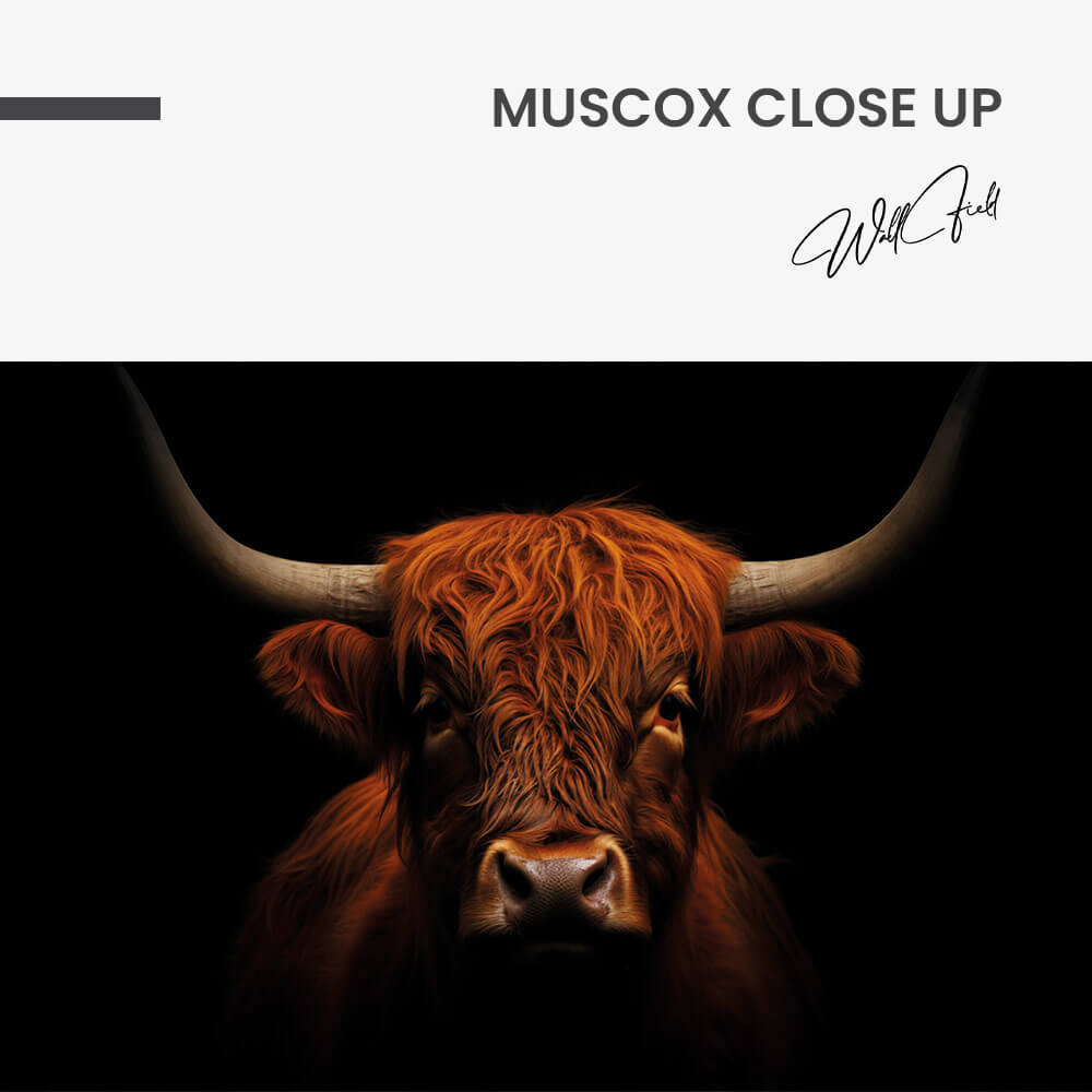Muscox Close Up – Glas