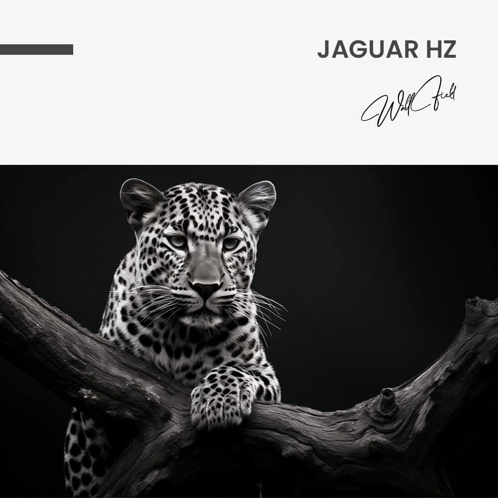 Jaguar HZ – Glas