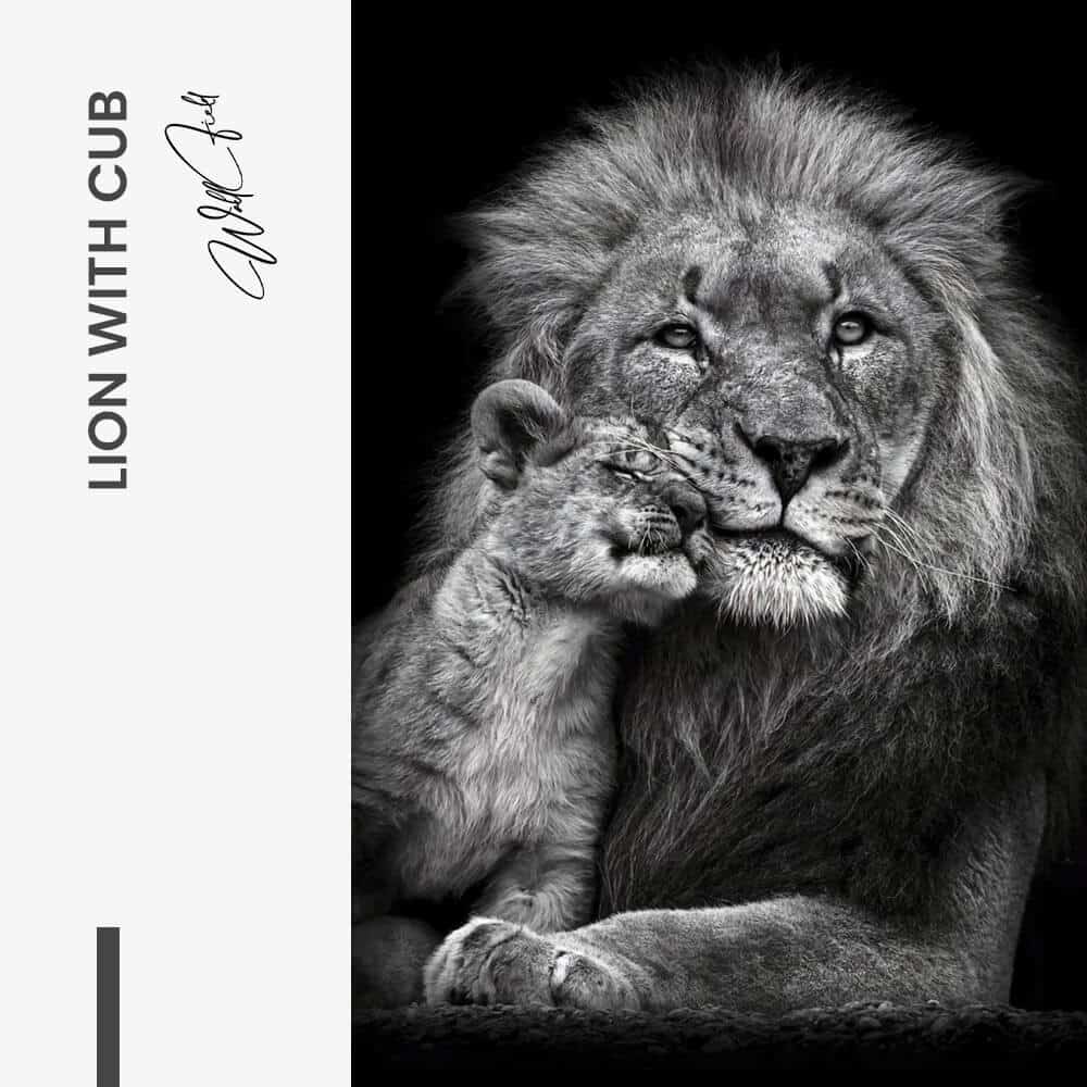 Lion With Cub - Glas