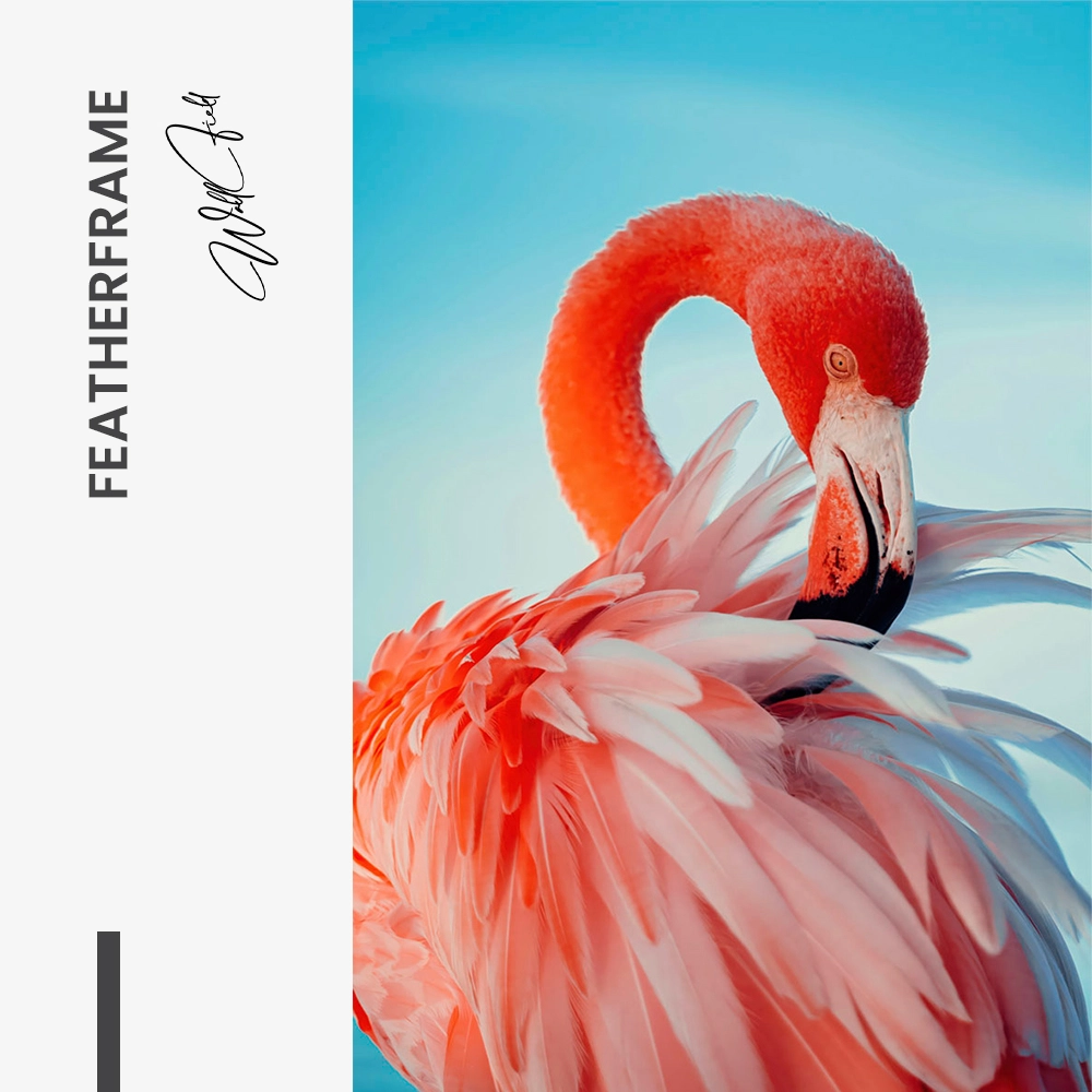 Featherframe – Glas