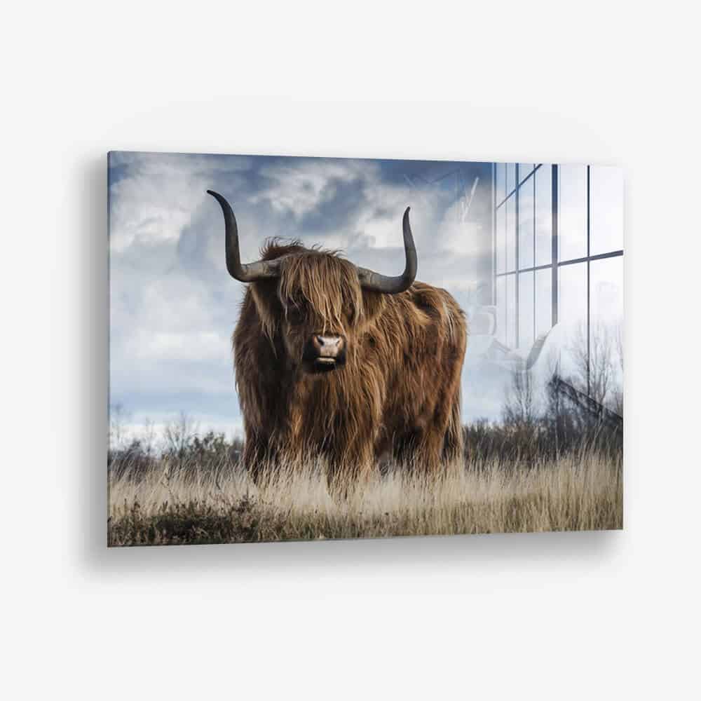 Muskox - Glas
