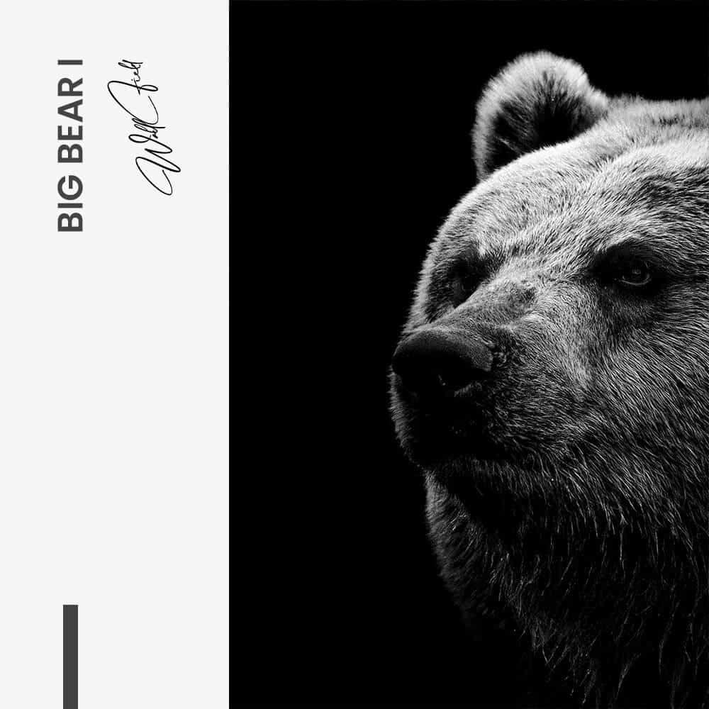Bundle: "Big Bear" (2x) – Glas