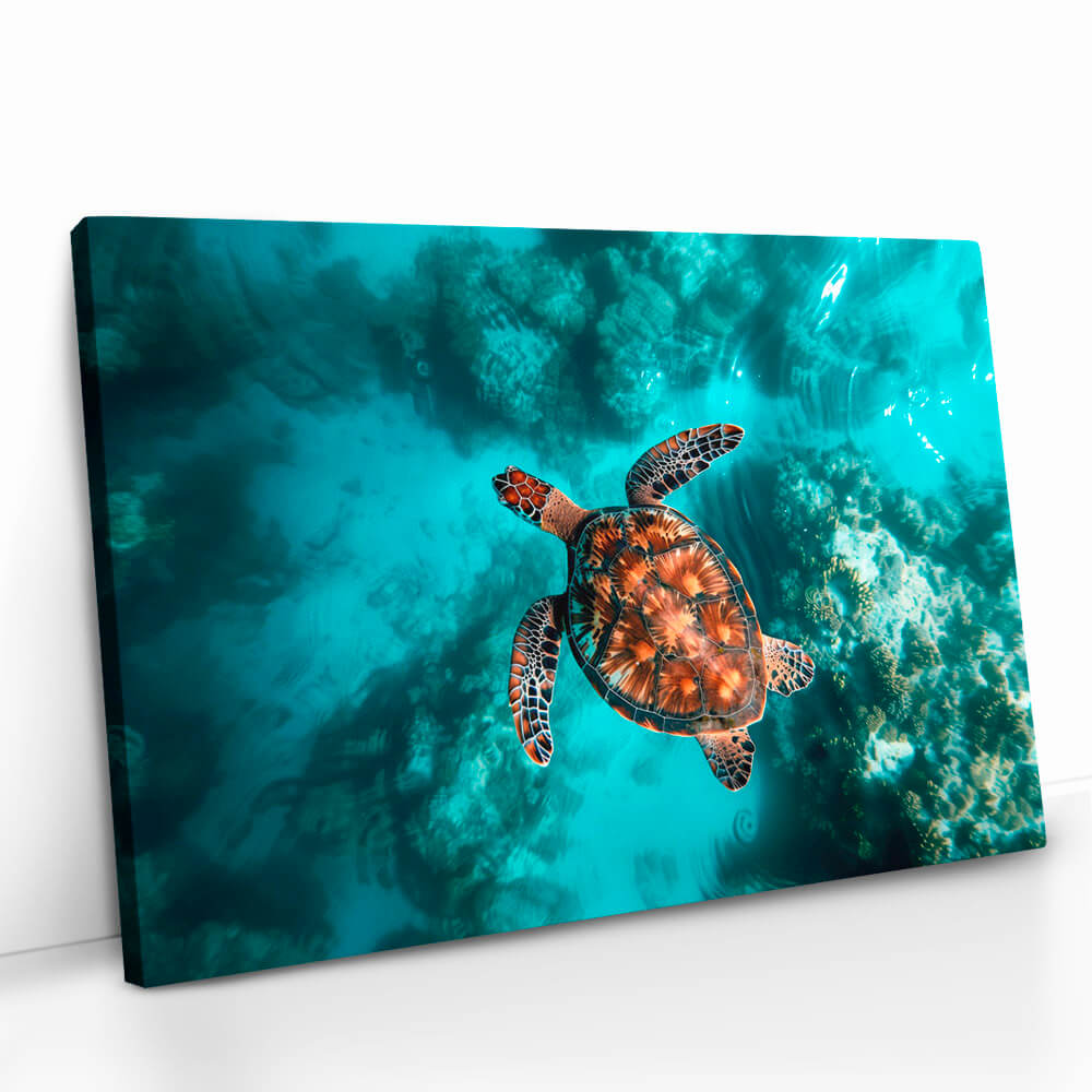 "Sea Turtle HZ"