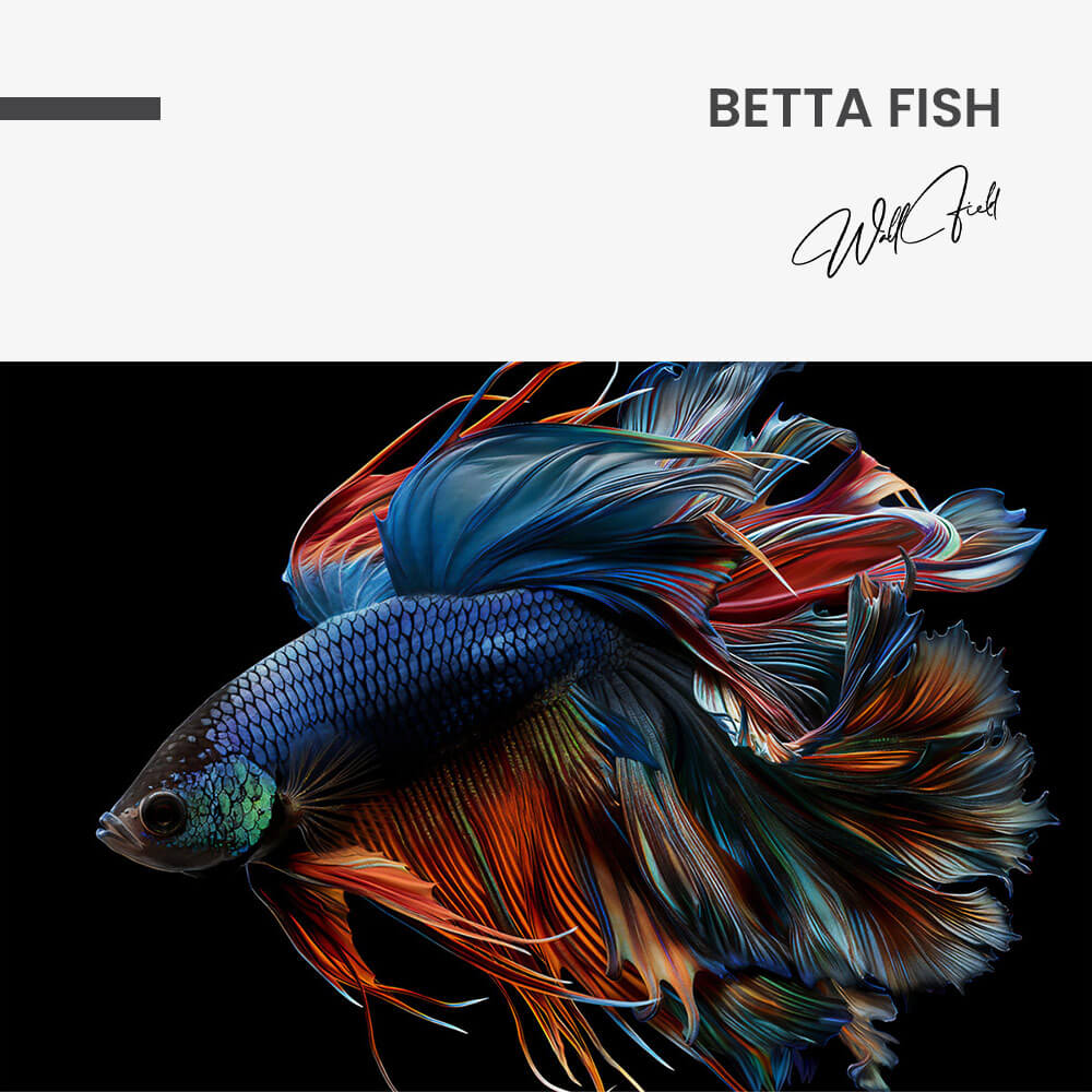 Betta Fish – Glas