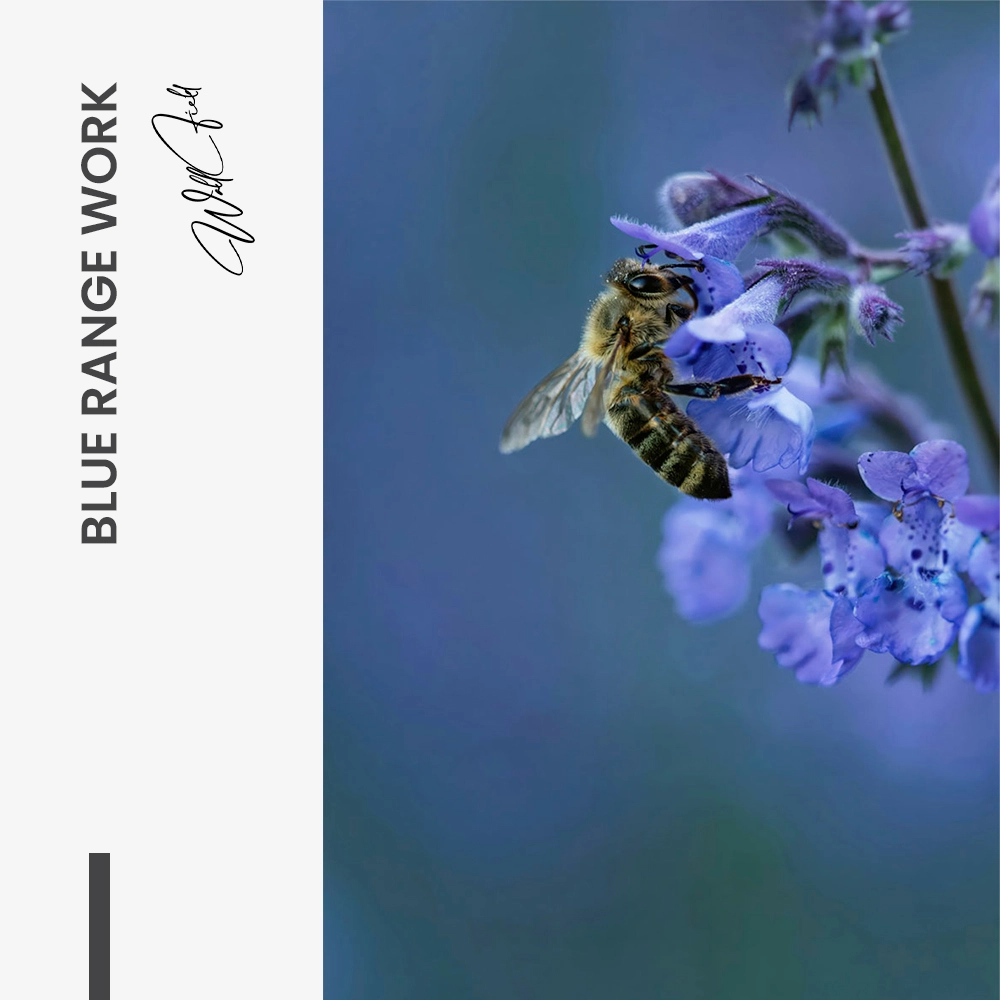 Blue Range Work – Glas