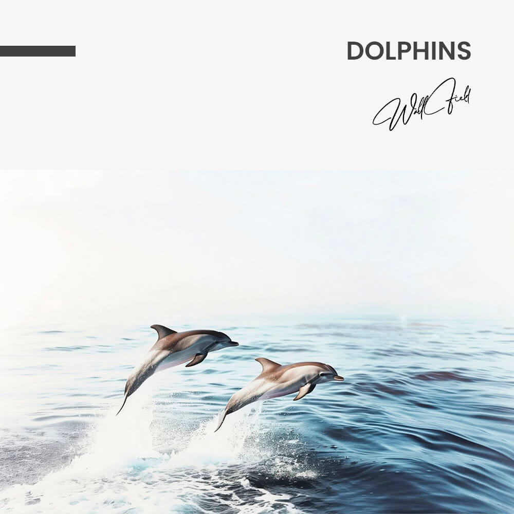 Dolphins – Glas