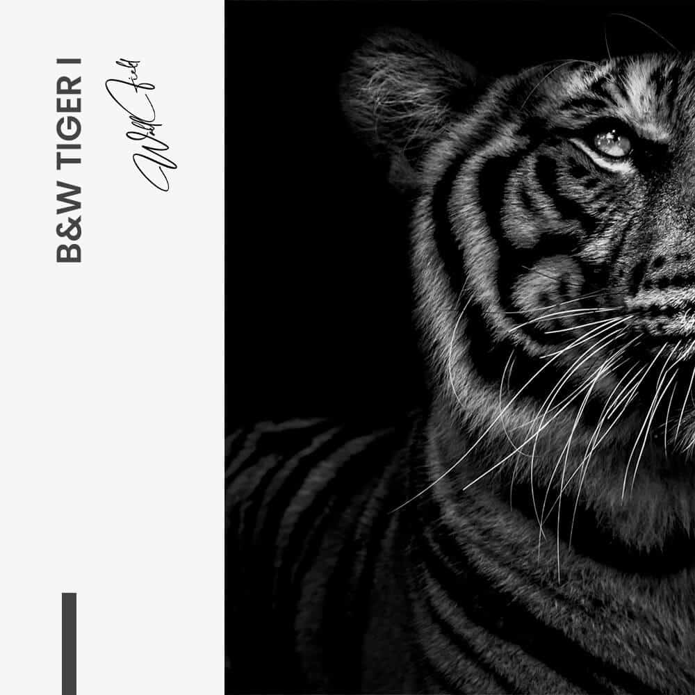 Bundle: "B&W Tiger" (2x) – Glas