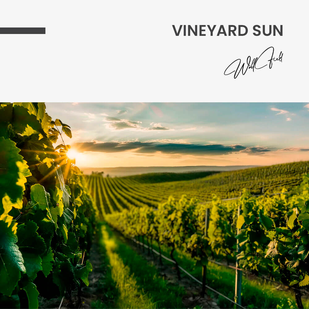 "Vineyard Sun"