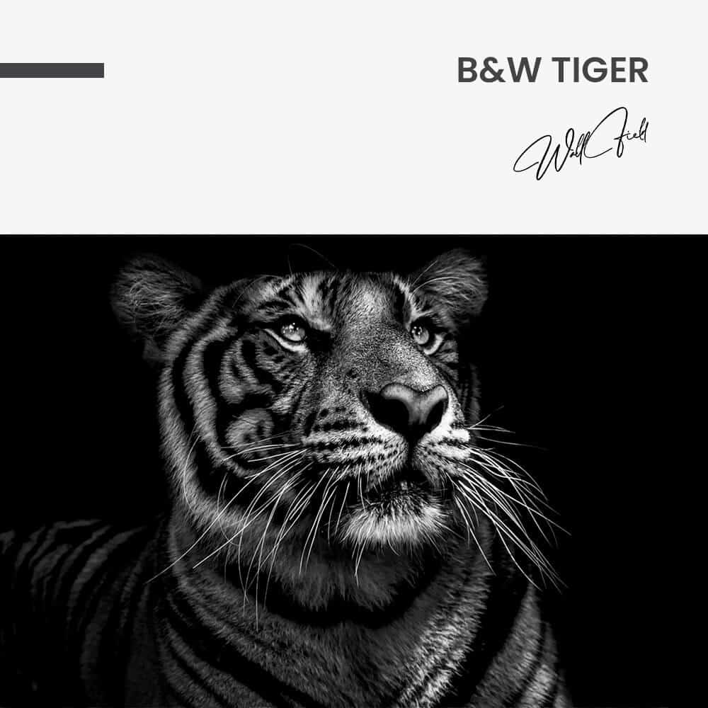 "B&W Tiger"