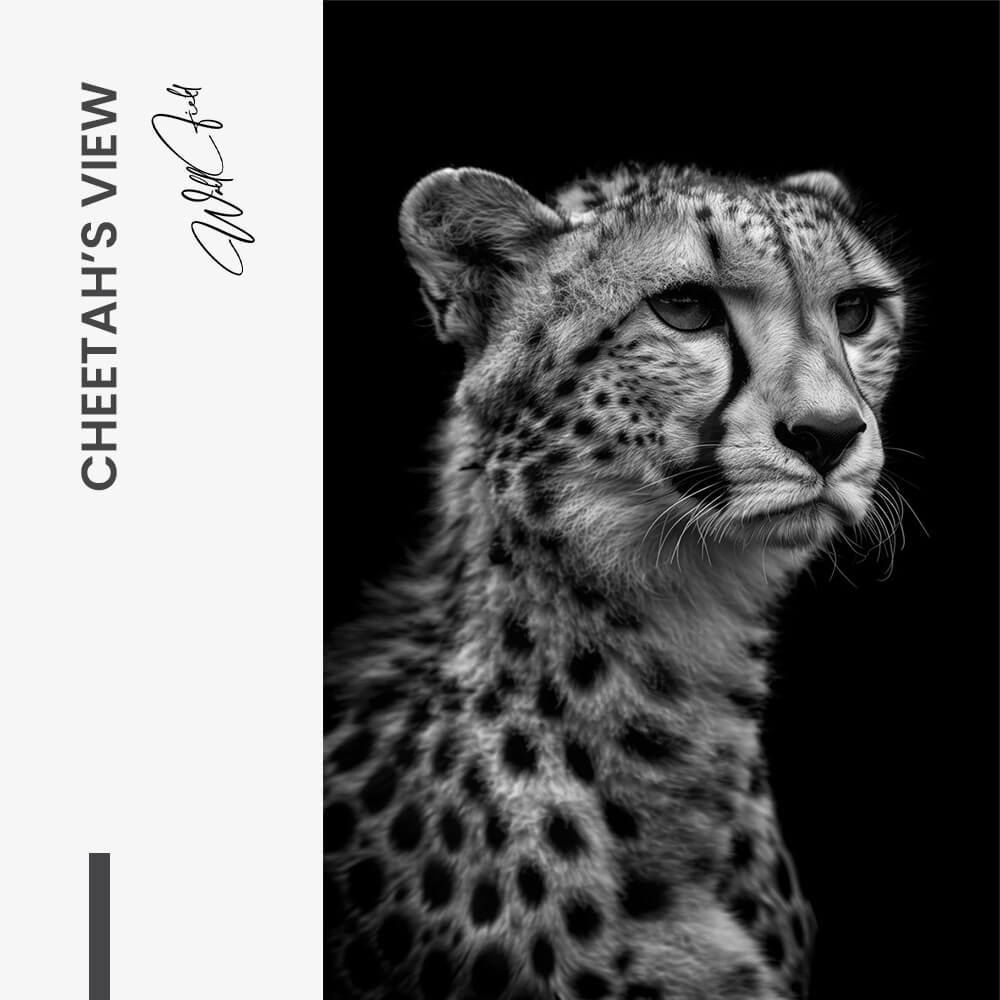 Cheetah's View – Glas