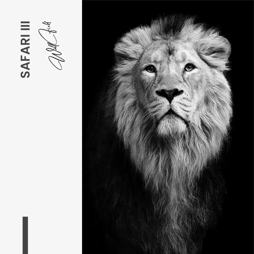 Safari III – Glas