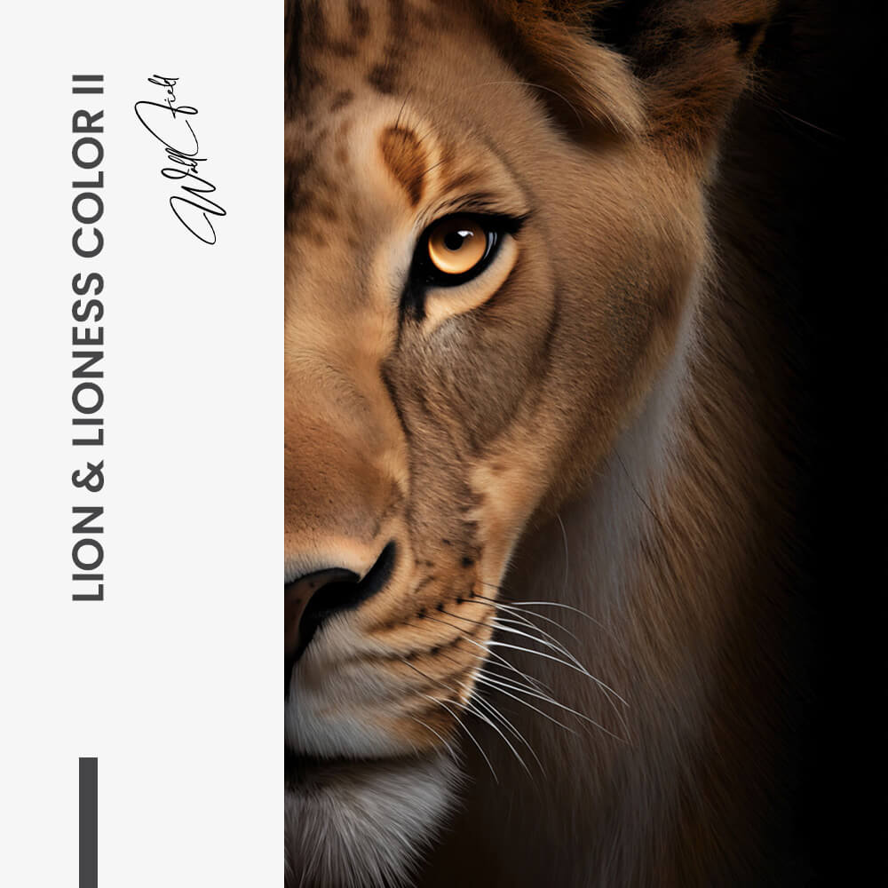 Bundle: "Lion & Lioness Color II" (2x)
