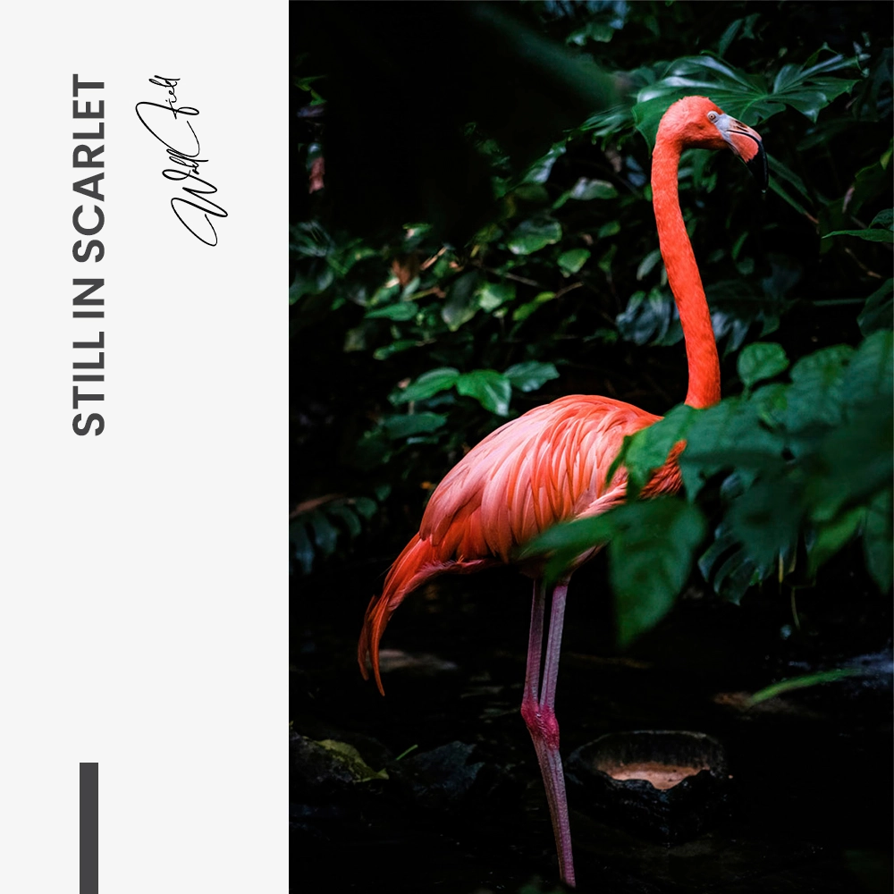 Still in Scarlet – Glas