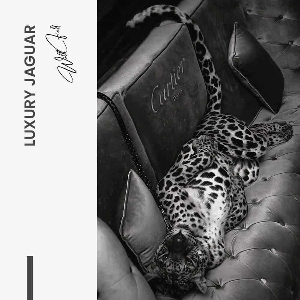 Luxury Jaguar - Glas