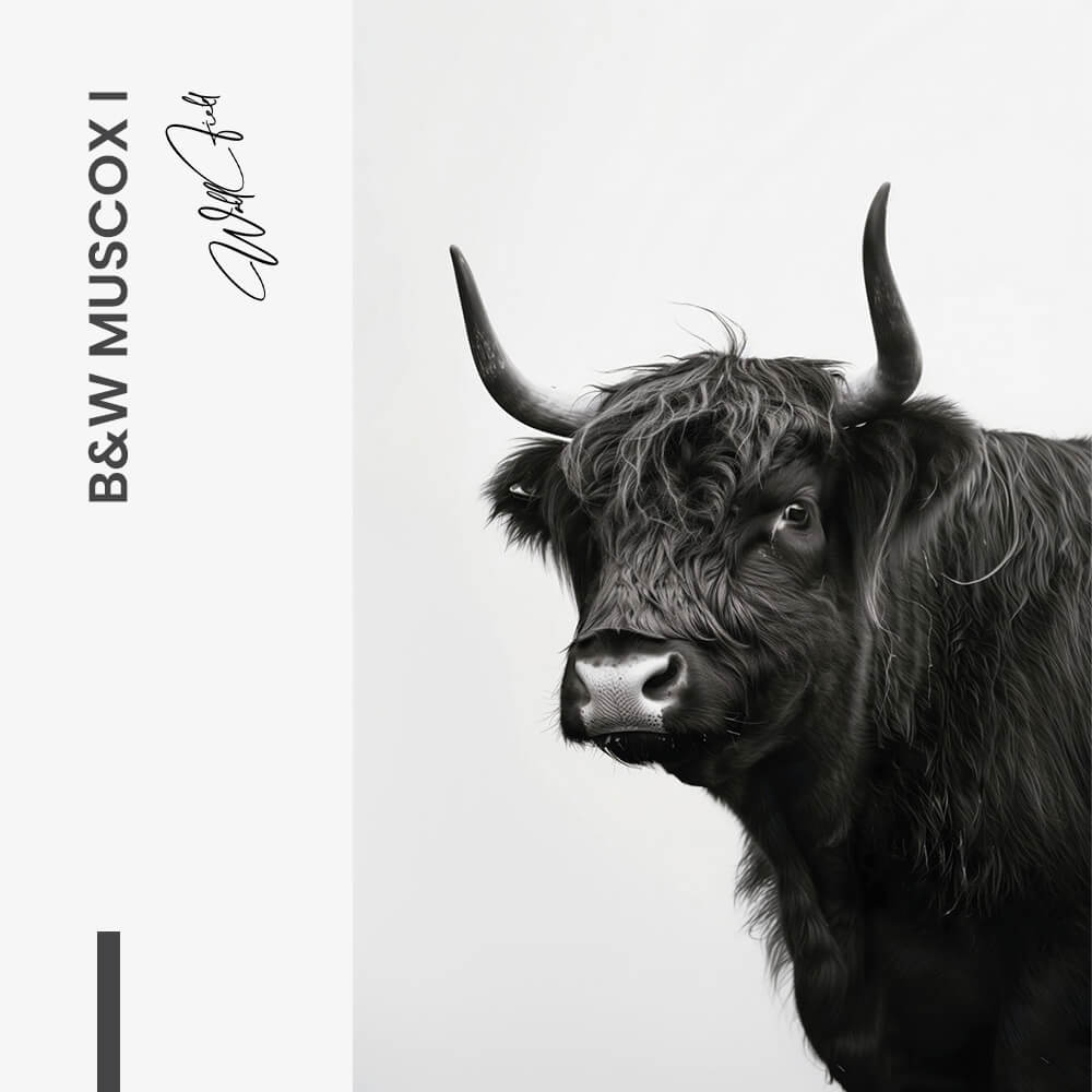 B&W Muscox II – Glas