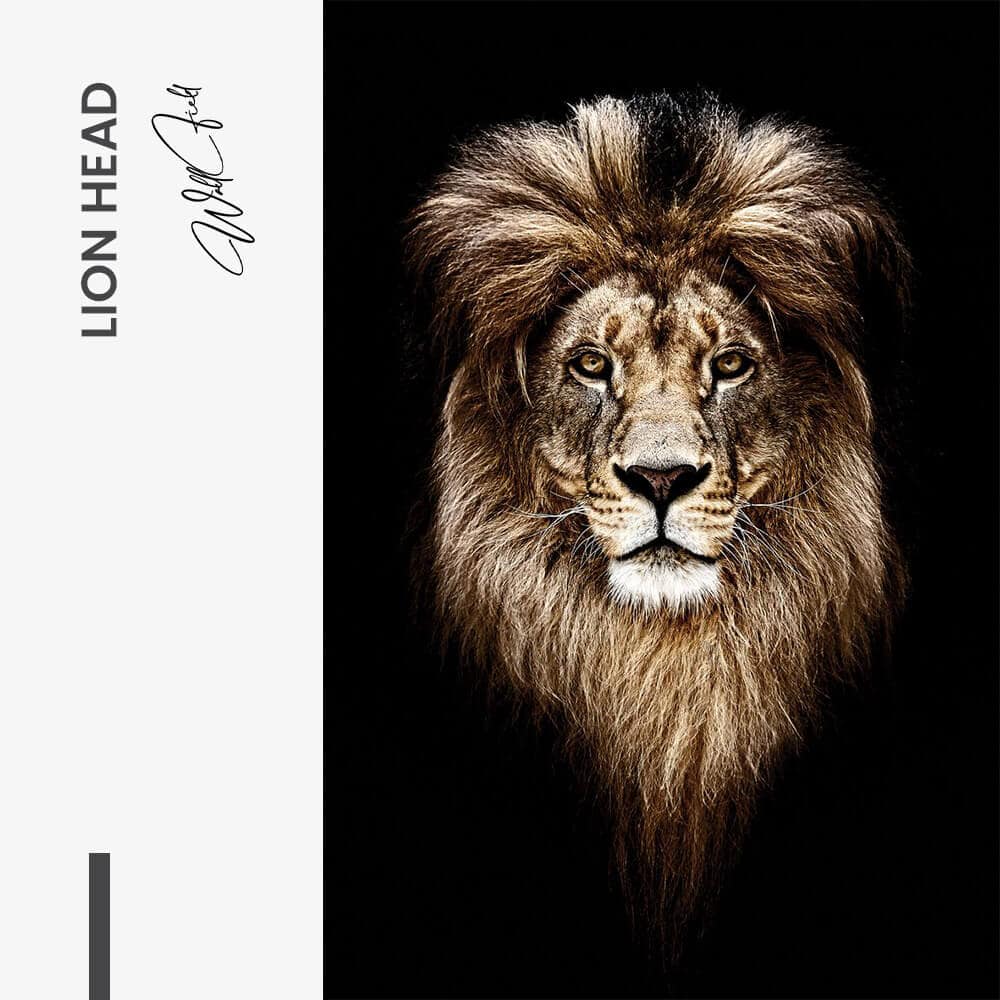 Lion Head – Glas