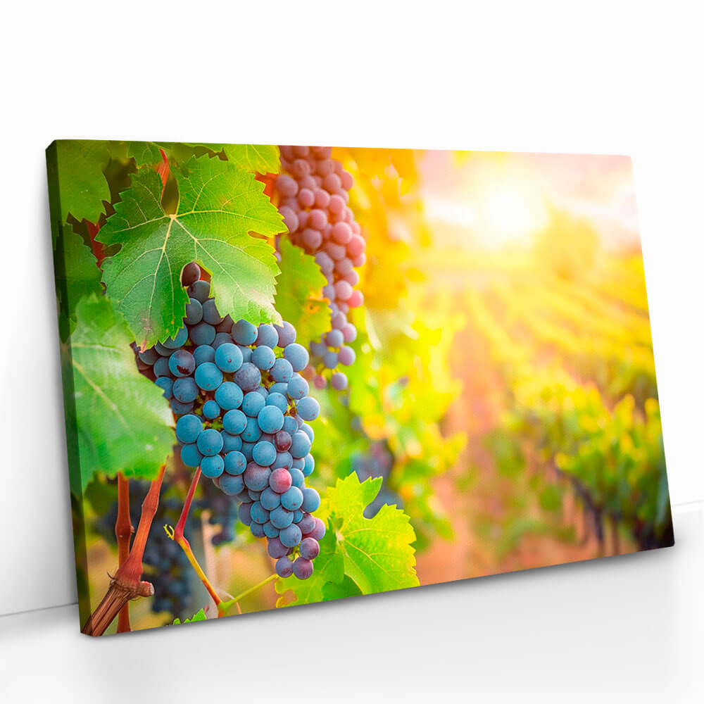 "Vineyard Grape"