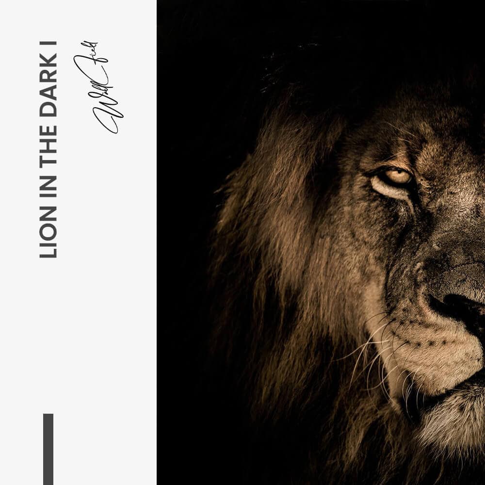 Lion in the Dark (2x) - Glas