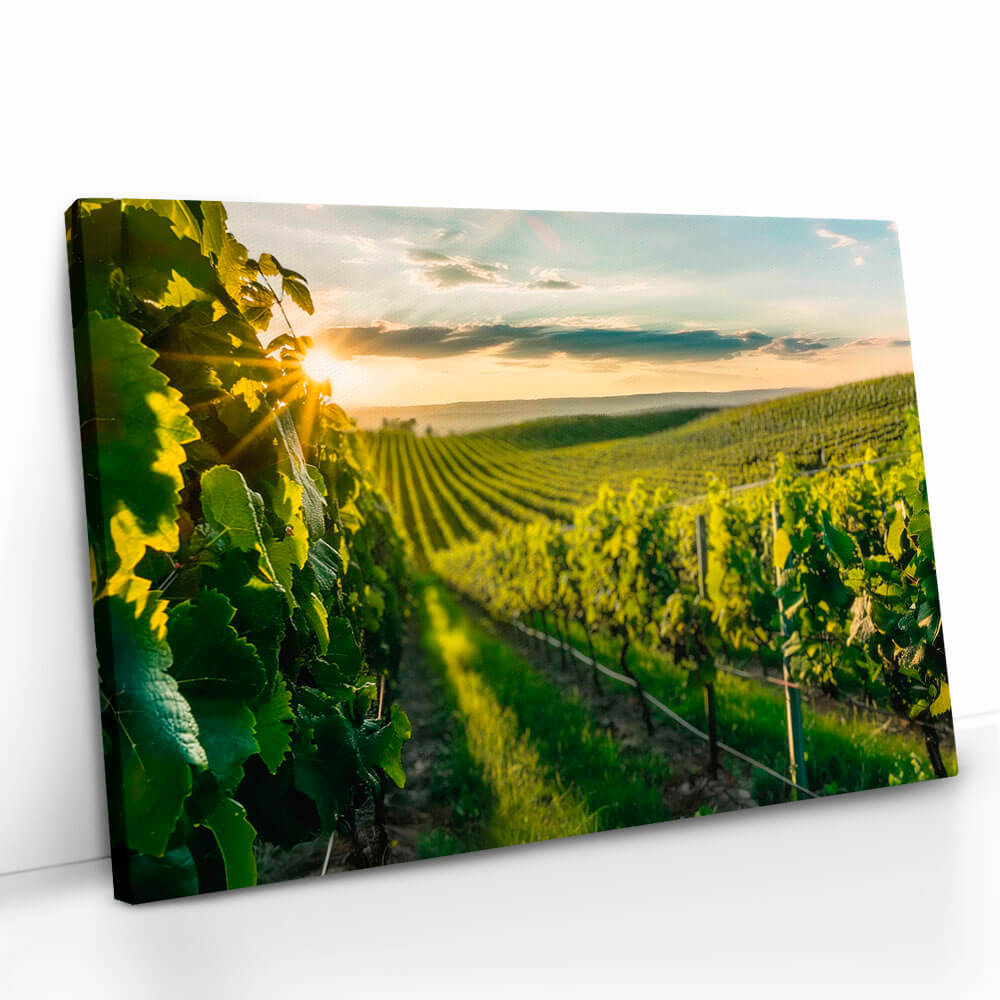 "Vineyard Sun"