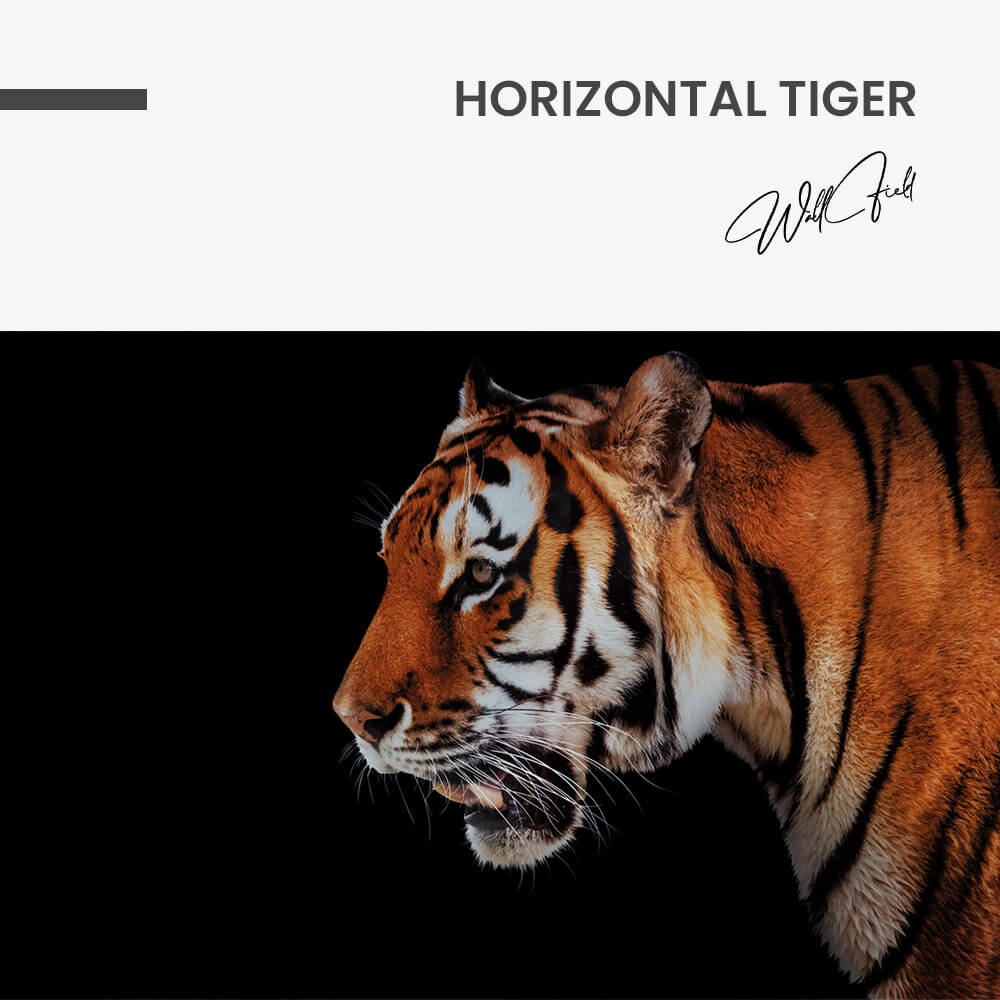 Horizontal Tiger – Glas