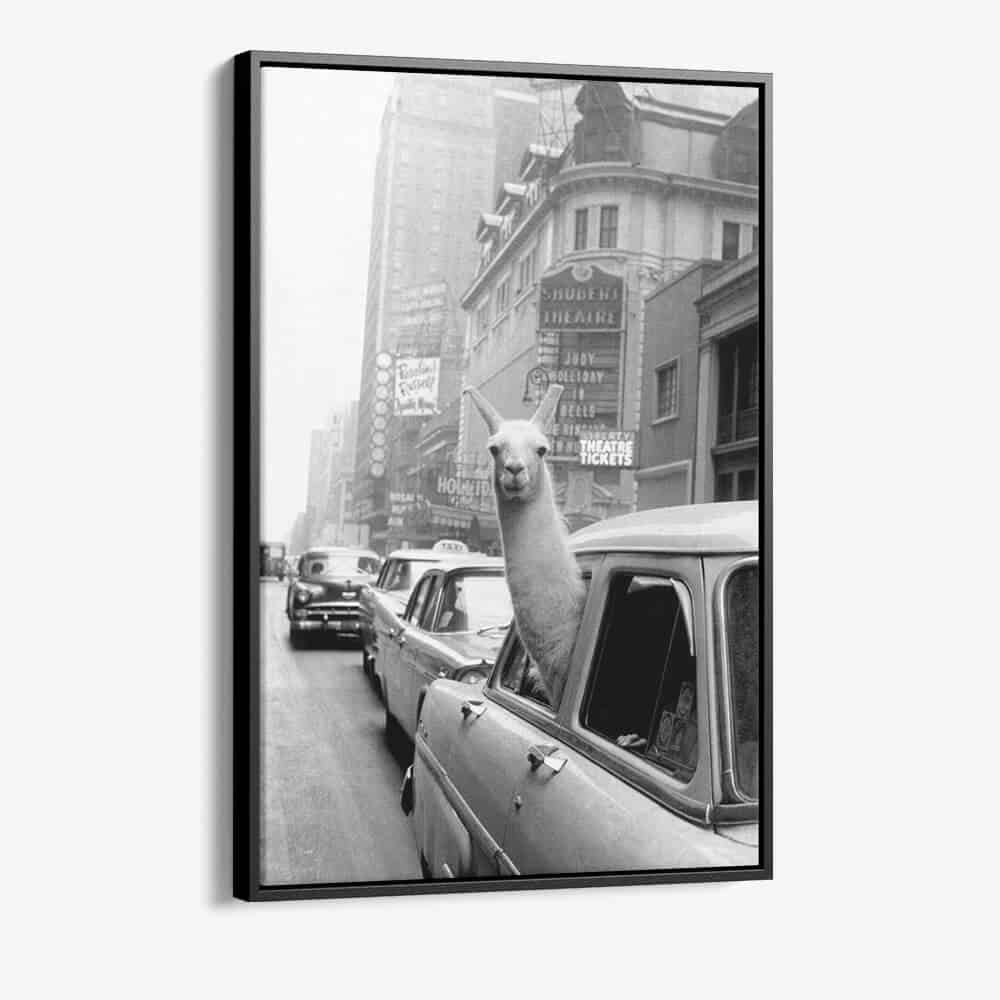 “New York Lama”