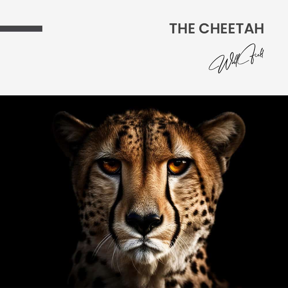 The Cheetah – Glas
