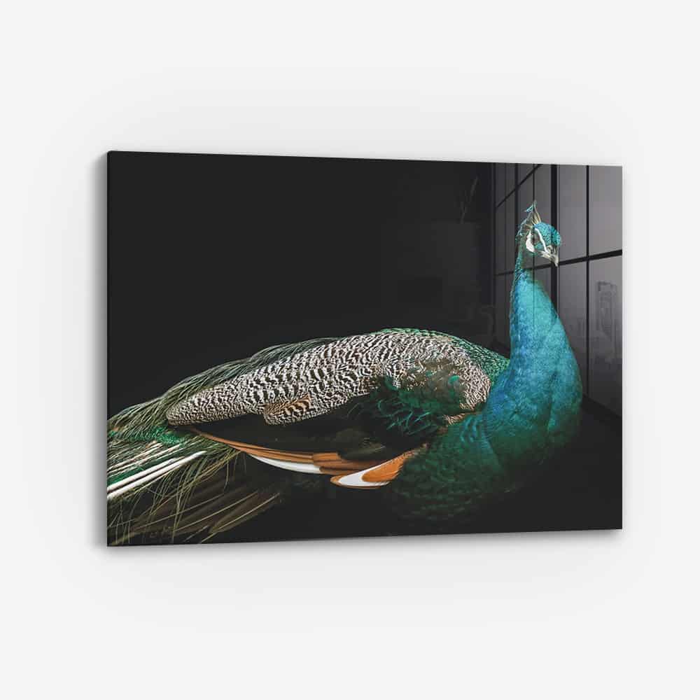 Peacock – Glas