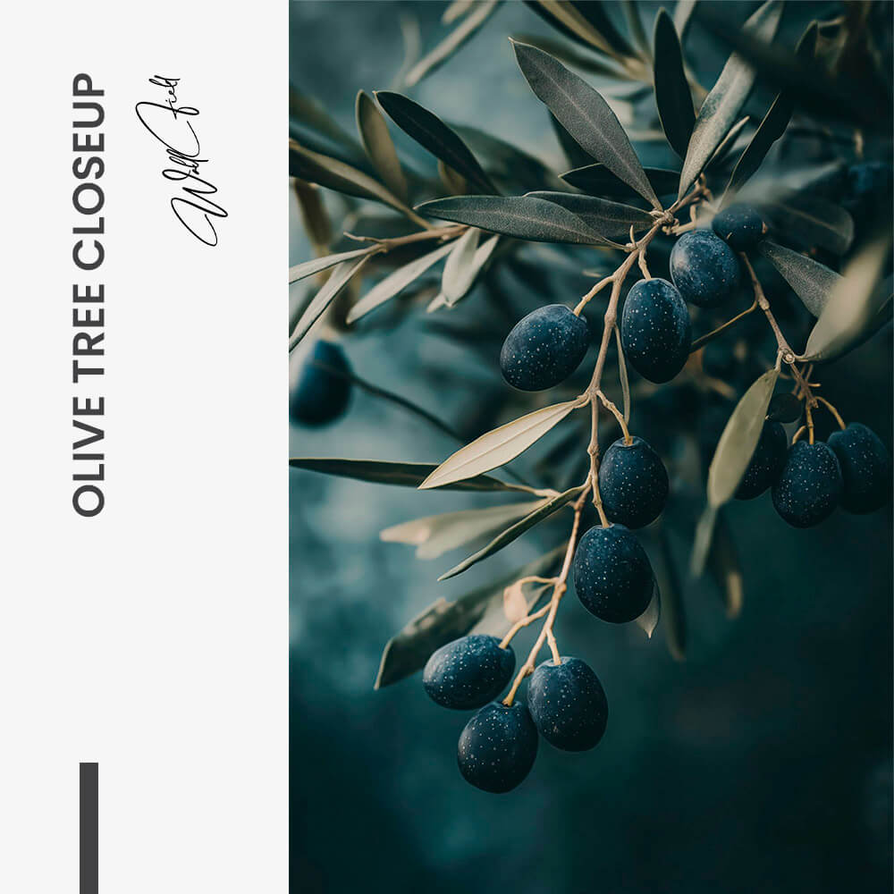 Olive Tree Closeup – Glas