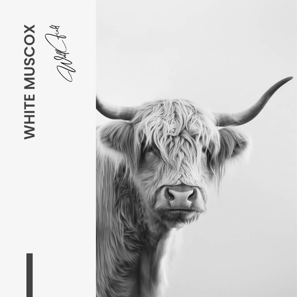 White Muscox – Glas