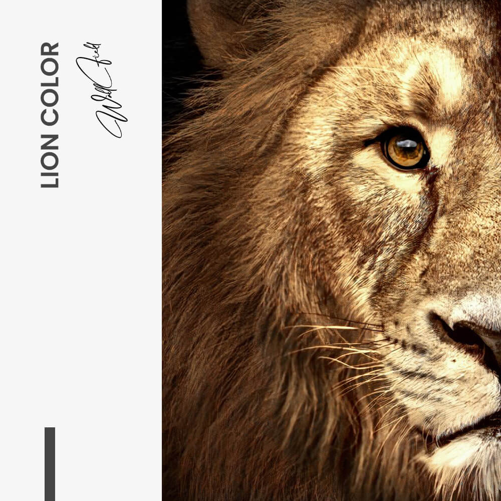 Bundle: "Lion & Lioness Color" (2x) – Glas