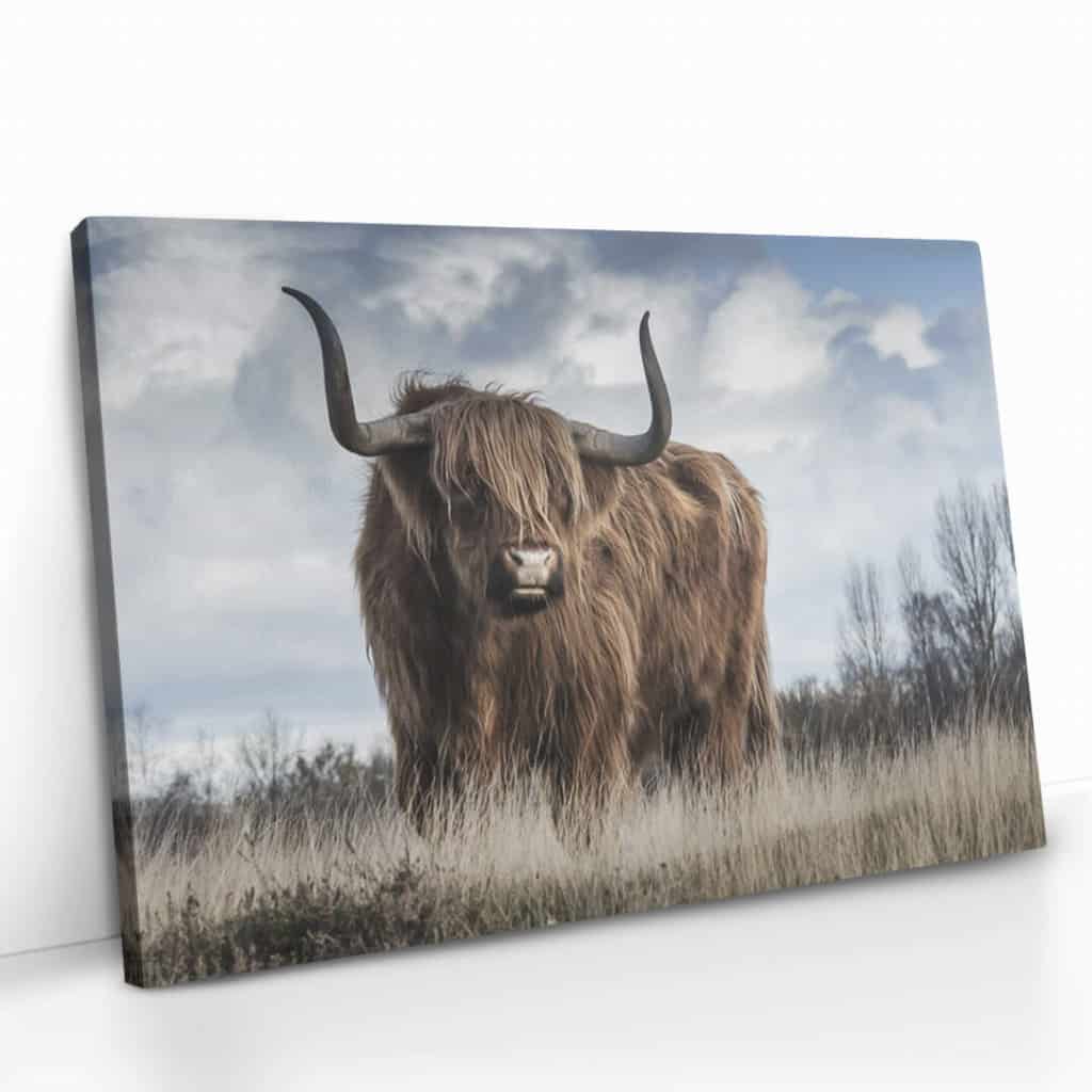 "Muskox"