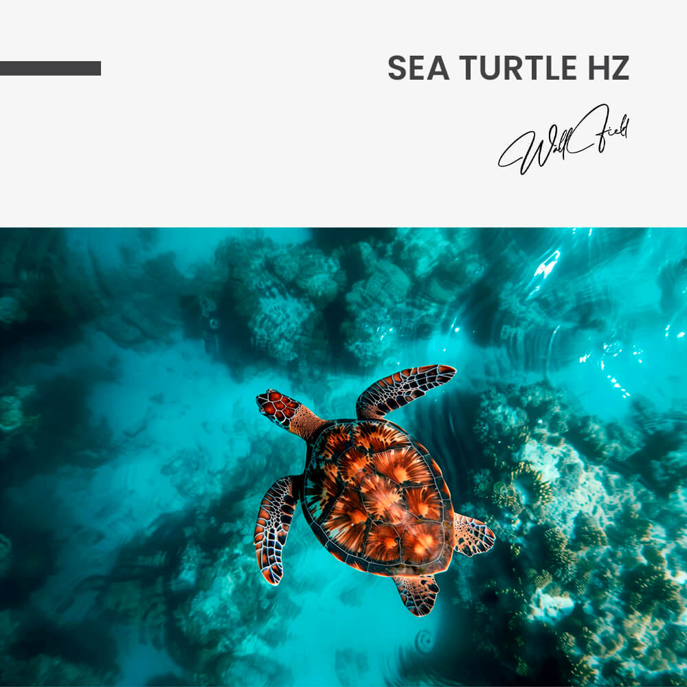 "Sea Turtle HZ"