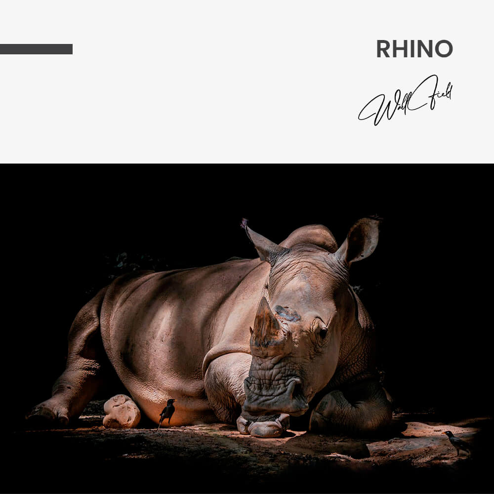 Rhino – Glas