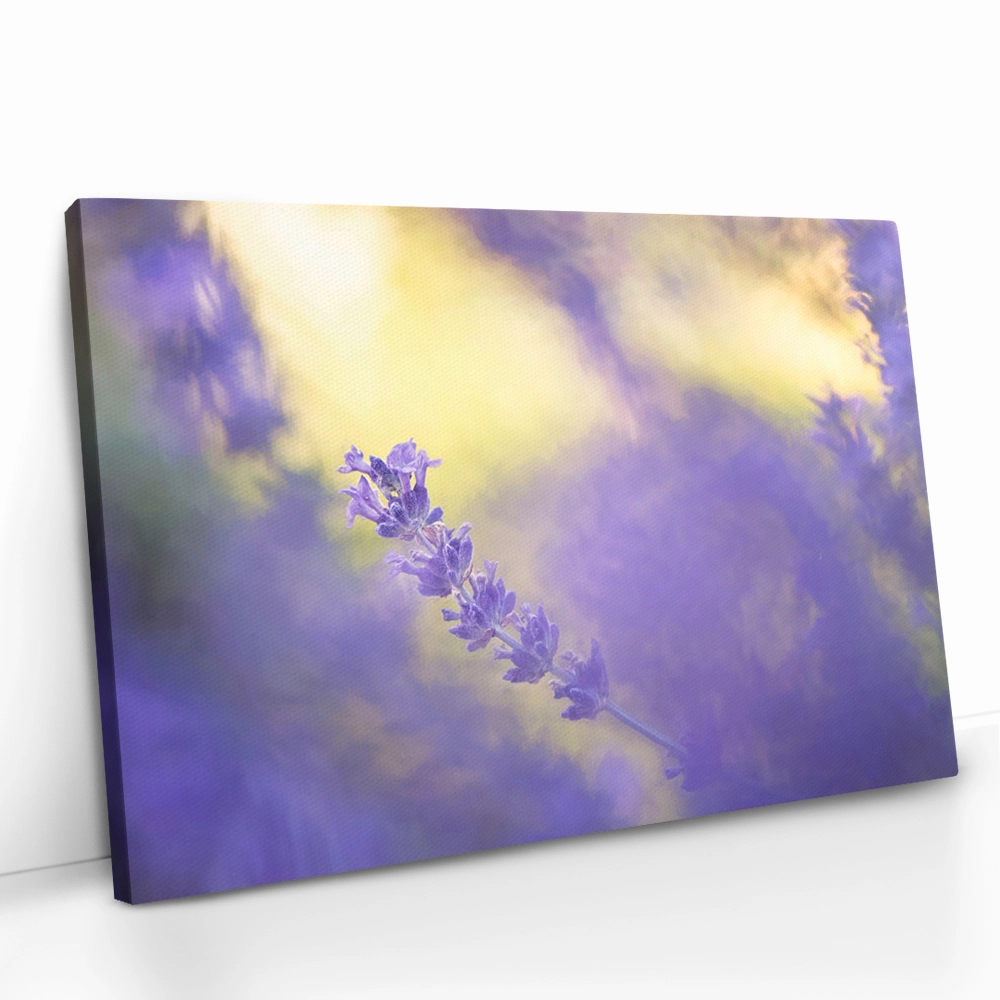"Violet Frequency"
