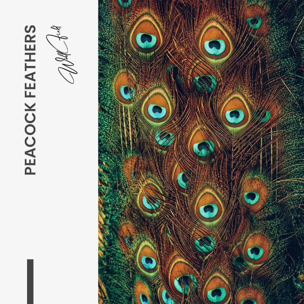 Peacock Feathers – Glas
