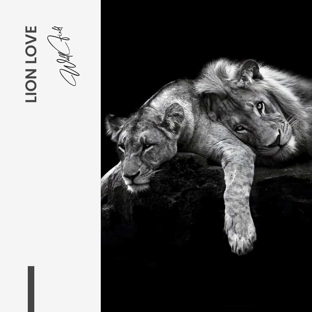 Lion Love – Glas