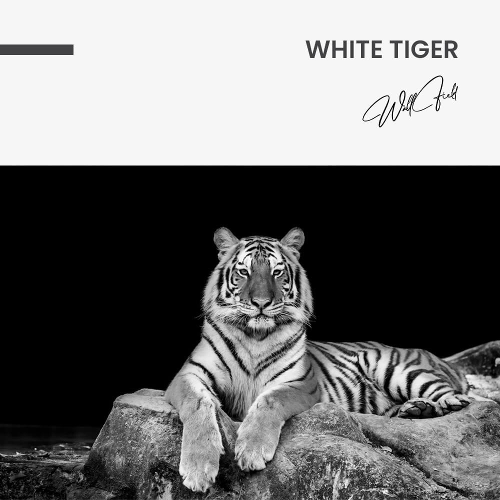 White Tiger – Glas