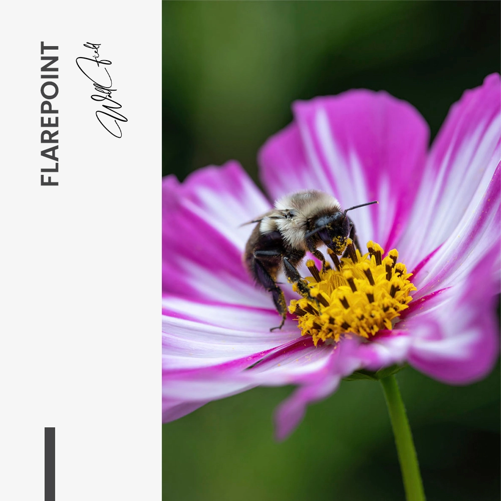 Flarepoint – Glas