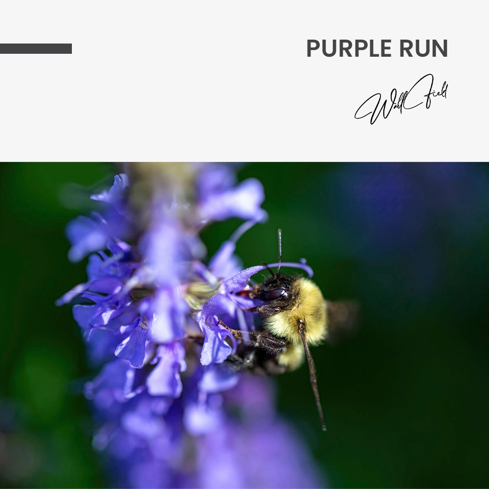 "Purple Run"