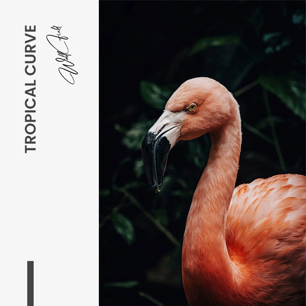 Tropical Curve – Glas