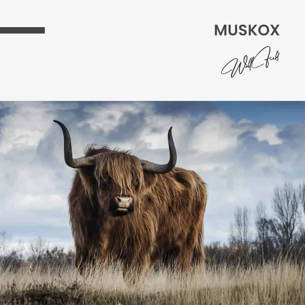 Muskox - Glas