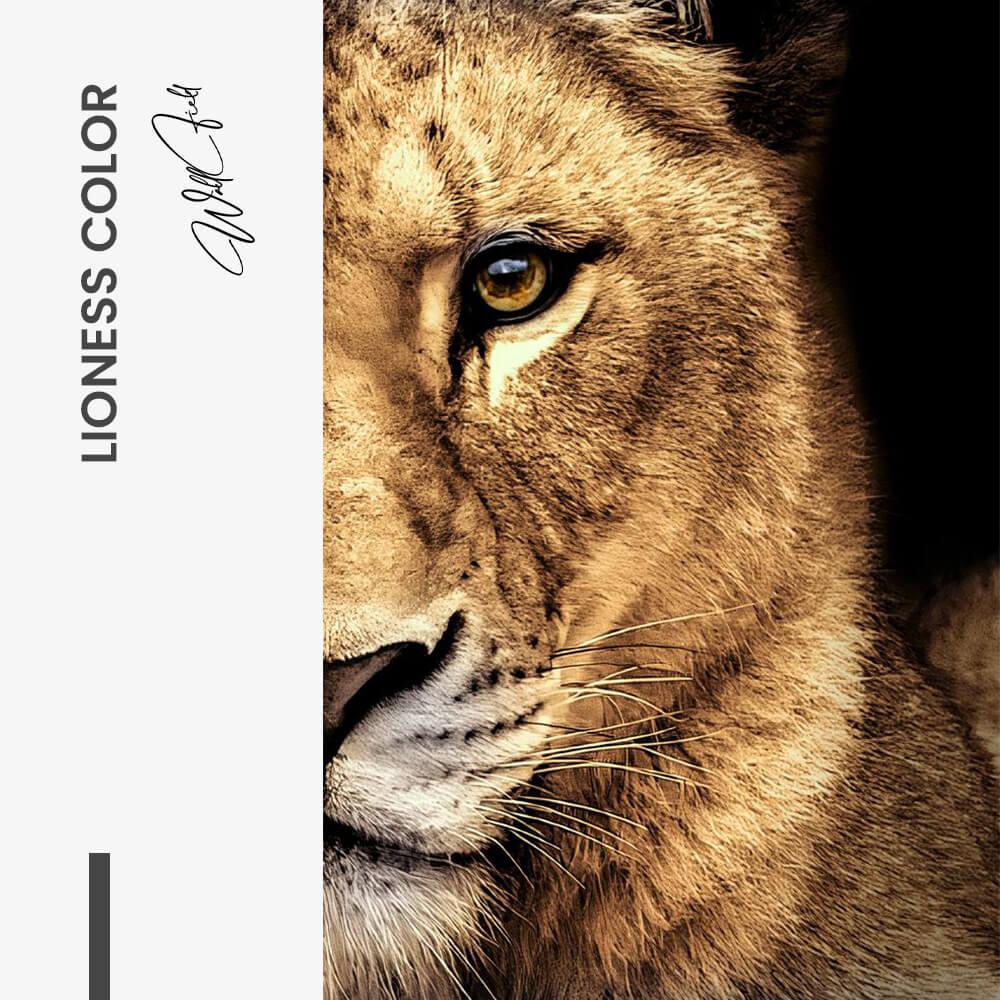 Bundle: "Lion & Lioness Color" (2x) – Glas