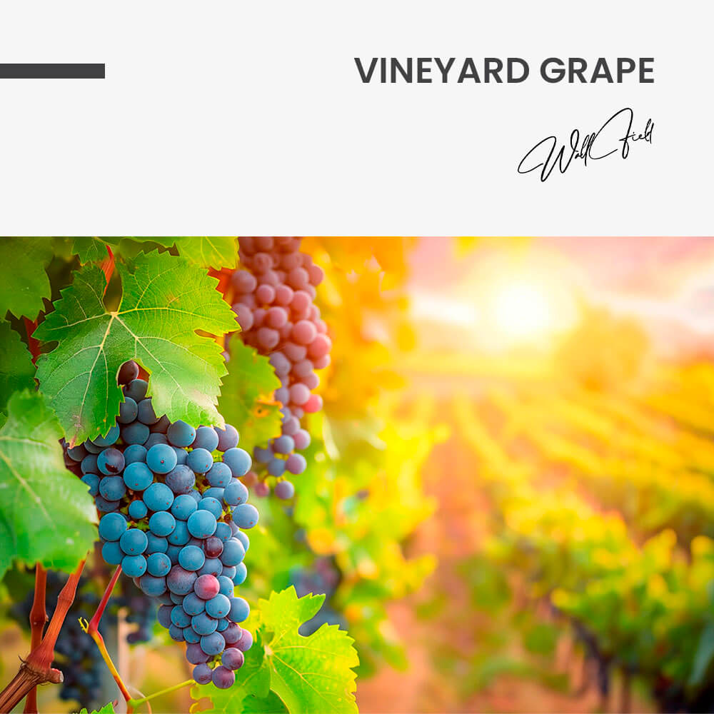 "Vineyard Grape"