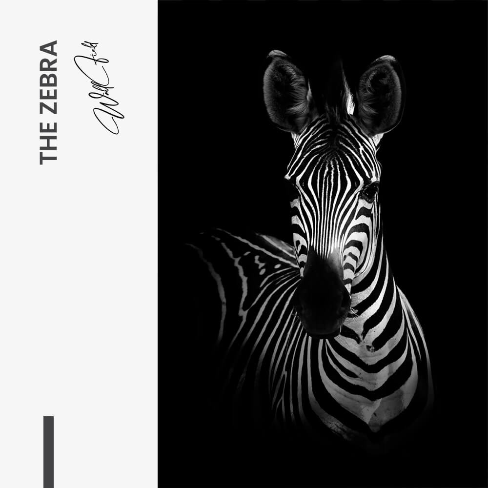 The Zebra – Glas