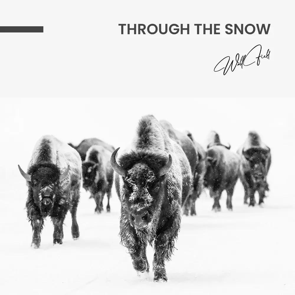 Through the Snow – Glas
