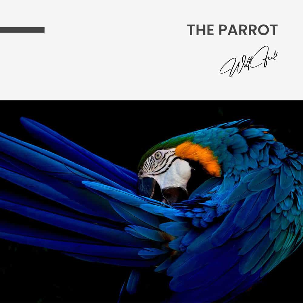 The Parrot – Glas