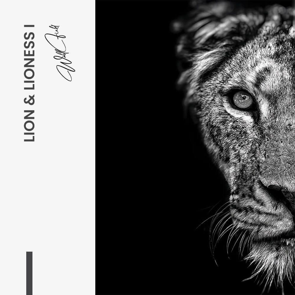 Bundle: "Lion & Lioness III" (2x)